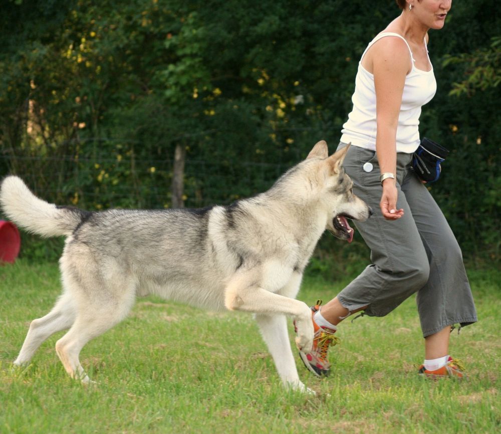 Husky Lebensdauer, Lebenserwartung