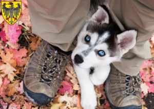 Mehr über den Artikel erfahren Husky Züchter und Welpen in Aachen