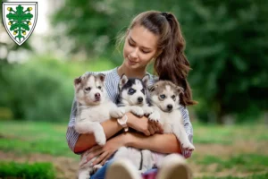 Mehr über den Artikel erfahren Husky Züchter und Welpen in Aichach