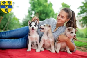 Mehr über den Artikel erfahren Husky Züchter und Welpen in Alsdorf