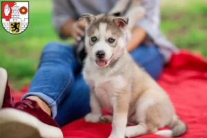 Mehr über den Artikel erfahren Husky Züchter und Welpen in Altenburg