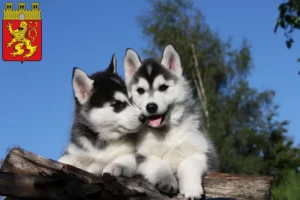 Mehr über den Artikel erfahren Husky Züchter und Welpen in Altenkirchen (Westerwald)