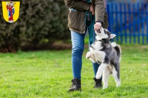 Mehr über den Artikel erfahren Husky Züchter und Welpen in Altötting