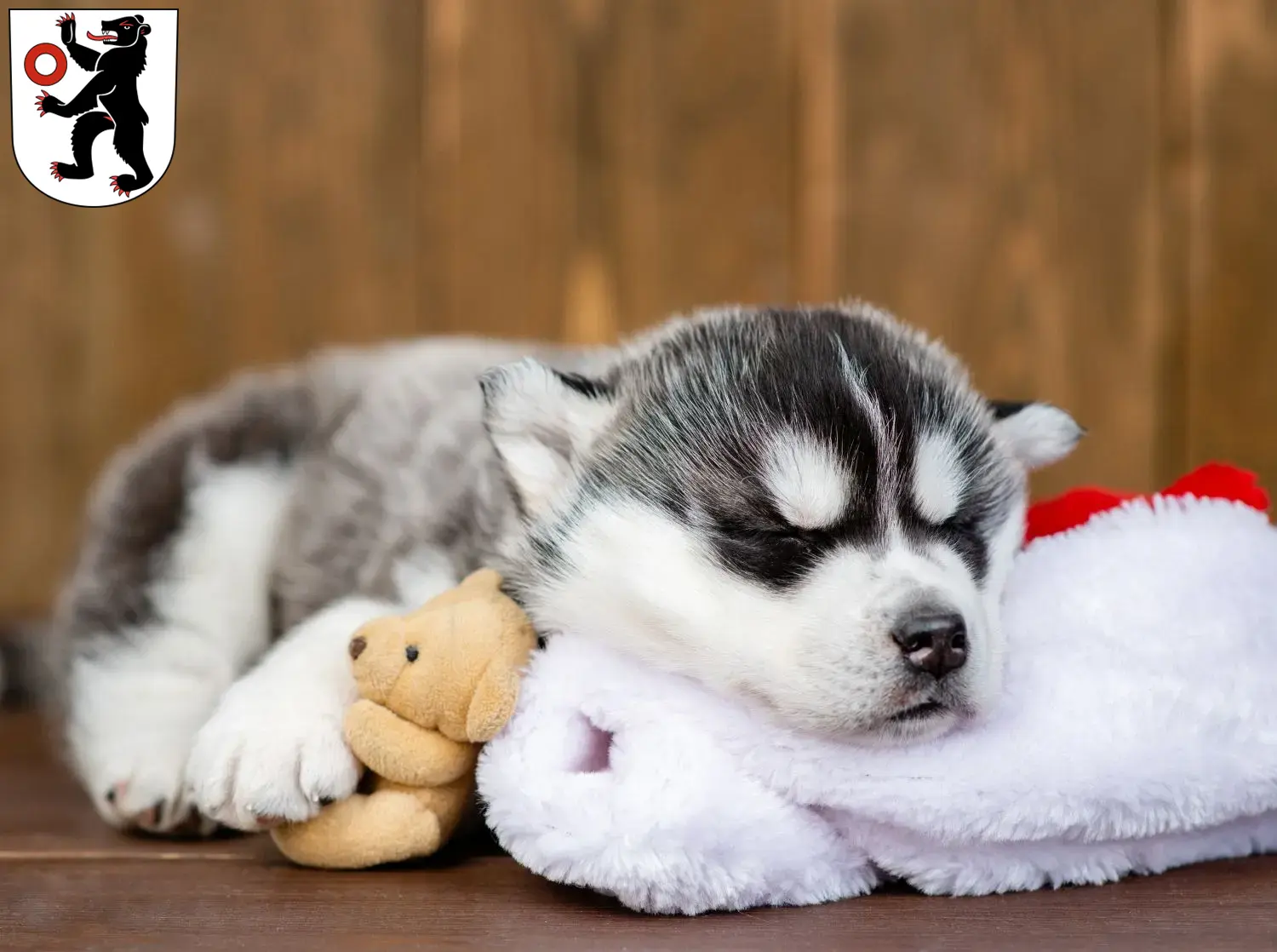 Mehr über den Artikel erfahren Husky Züchter und Welpen in Appenzell