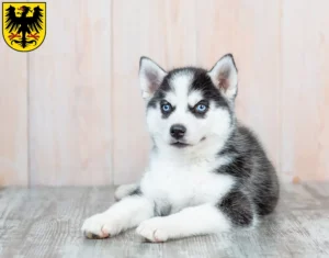 Mehr über den Artikel erfahren Husky Züchter und Welpen in Arnstadt