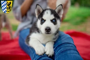 Mehr über den Artikel erfahren Husky Züchter und Welpen in Bad Reichenhall