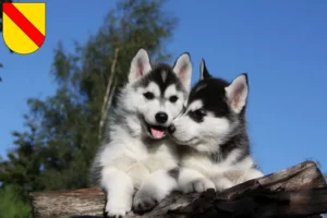 Mehr über den Artikel erfahren Husky Züchter und Welpen in Baden