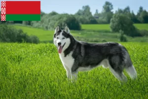 Mehr über den Artikel erfahren Husky Züchter und Welpen in Belarus