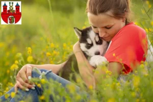 Mehr über den Artikel erfahren Husky Züchter und Welpen in Bernburg (Saale)