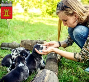 Mehr über den Artikel erfahren Husky Züchter und Welpen in Bitburg