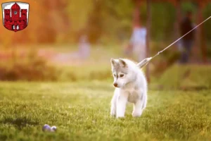 Mehr über den Artikel erfahren Husky Züchter und Welpen in Borken