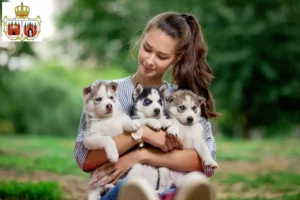 Mehr über den Artikel erfahren Husky Züchter und Welpen in Brandenburg an der Havel