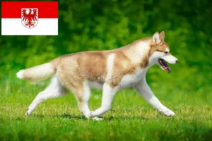 Mehr über den Artikel erfahren Husky Züchter und Welpen in Brandenburg