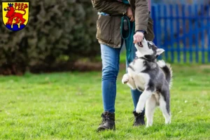 Mehr über den Artikel erfahren Husky Züchter und Welpen in Calw