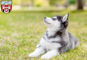 Mehr über den Artikel erfahren Husky Züchter und Welpen in Cham (Oberpfalz)