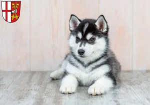 Mehr über den Artikel erfahren Husky Züchter und Welpen in Cochem