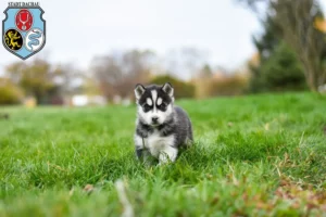 Mehr über den Artikel erfahren Husky Züchter und Welpen in Dachau