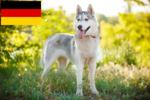 Mehr über den Artikel erfahren Husky Züchter und Welpen in Deutschland