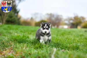 Mehr über den Artikel erfahren Husky Züchter und Welpen in Erlangen