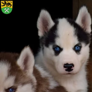 Mehr über den Artikel erfahren Husky Züchter und Welpen im Erzgebirge