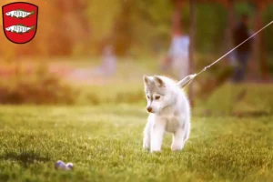 Mehr über den Artikel erfahren Husky Züchter und Welpen in Forchheim