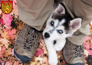 Mehr über den Artikel erfahren Husky Züchter und Welpen in Forst (Lausitz)