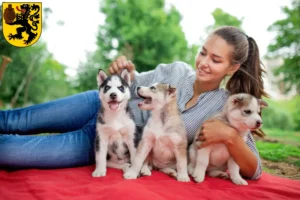 Mehr über den Artikel erfahren Husky Züchter und Welpen in Frechen