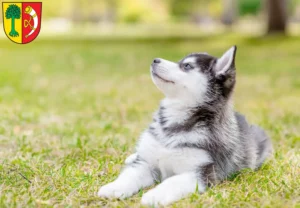 Mehr über den Artikel erfahren Husky Züchter und Welpen in Friedrichshafen