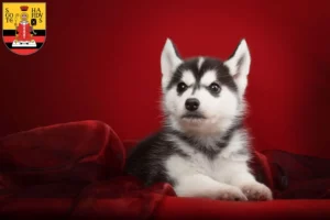 Mehr über den Artikel erfahren Husky Züchter und Welpen in Gotha