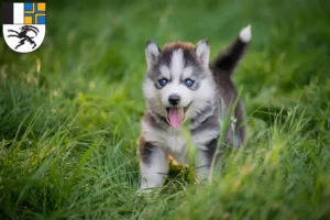 Mehr über den Artikel erfahren Husky Züchter und Welpen in Graubünden