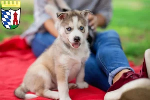 Mehr über den Artikel erfahren Husky Züchter und Welpen in Günzburg