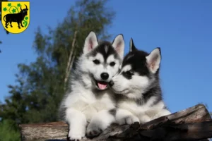 Mehr über den Artikel erfahren Husky Züchter und Welpen in Güstrow