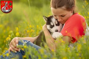 Mehr über den Artikel erfahren Husky Züchter und Welpen in Heide (Holstein)