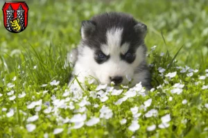 Mehr über den Artikel erfahren Husky Züchter und Welpen in Hof (Saale)