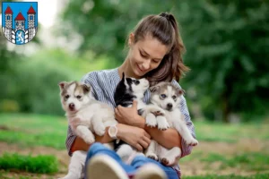 Mehr über den Artikel erfahren Husky Züchter und Welpen in Holzminden