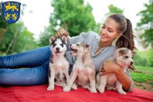 Mehr über den Artikel erfahren Husky Züchter und Welpen in Homberg (Efze)