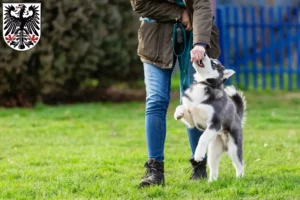 Mehr über den Artikel erfahren Husky Züchter und Welpen in Ingelheim am Rhein