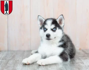 Mehr über den Artikel erfahren Husky Züchter und Welpen in Kaiserslautern