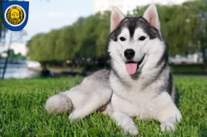 Mehr über den Artikel erfahren Husky Züchter und Welpen in Künzelsau