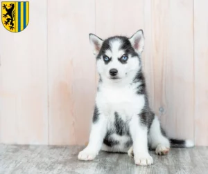 Mehr über den Artikel erfahren Husky Züchter und Welpen in Leipzig