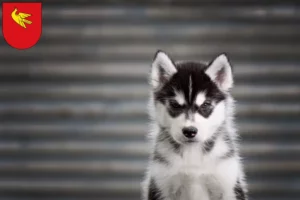 Mehr über den Artikel erfahren Husky Züchter und Welpen in Lörrach