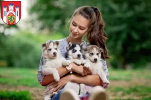 Mehr über den Artikel erfahren Husky Züchter und Welpen in Lüneburg