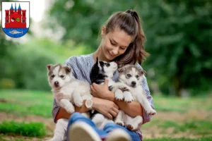 Mehr über den Artikel erfahren Husky Züchter und Welpen in Lutherstadt Wittenberg