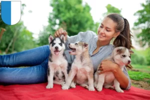 Mehr über den Artikel erfahren Husky Züchter und Welpen in Luzern