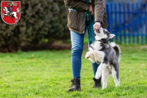 Mehr über den Artikel erfahren Husky Züchter und Welpen in Marburg