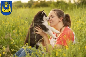 Mehr über den Artikel erfahren Husky Züchter und Welpen in Mettmann