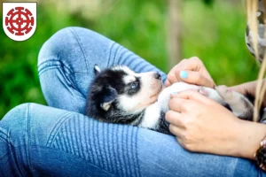 Mehr über den Artikel erfahren Husky Züchter und Welpen in Mühldorf am Inn