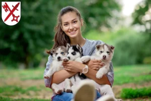 Mehr über den Artikel erfahren Husky Züchter und Welpen in Naumburg (Saale)