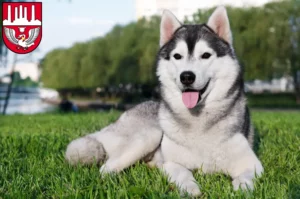 Mehr über den Artikel erfahren Husky Züchter und Welpen in Neumünster