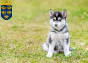 Mehr über den Artikel erfahren Husky Züchter und Welpen in Niederösterreich